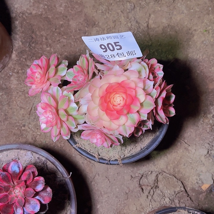 905荔枝多肉老桩修过侧枝