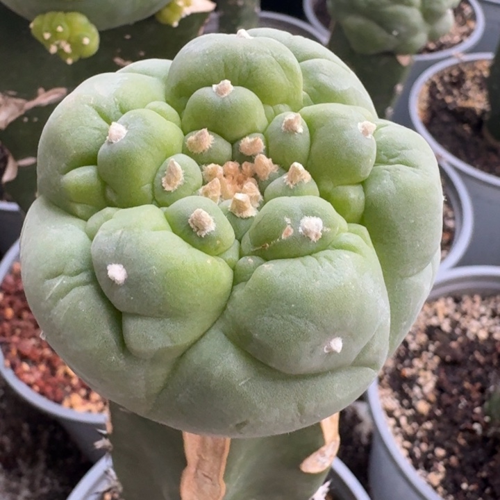 捡漏大优苗接仙人球