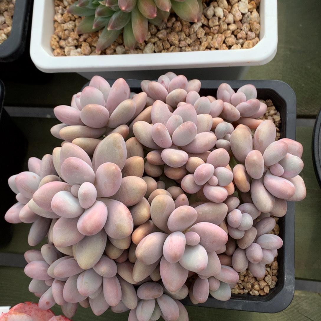 大群 蜜多丽 多头 一颗 