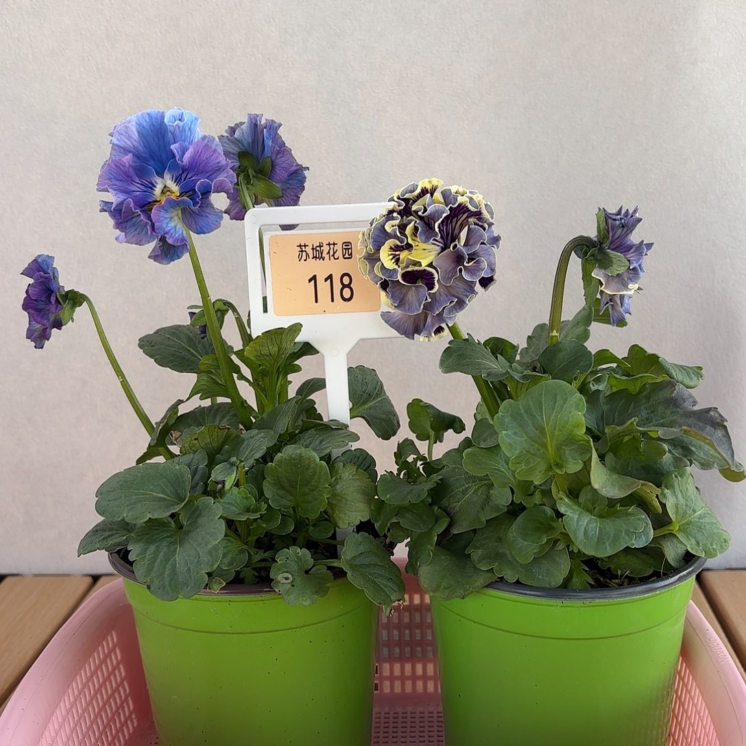 大部分开放少量花苞118