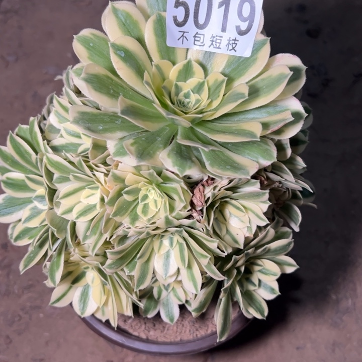 5019多肉植物法师迈巴赫法师