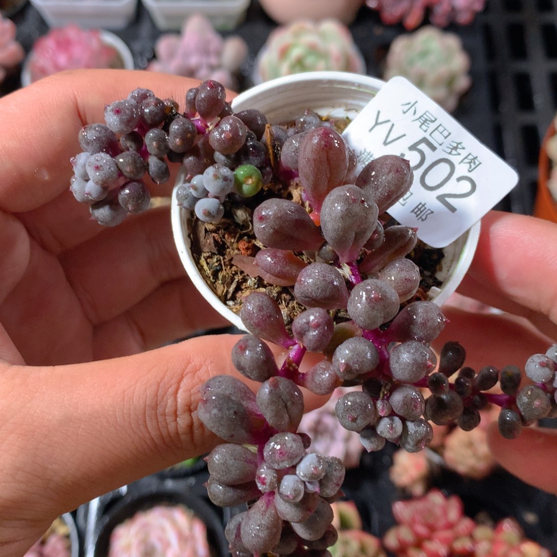 5CM拇指盆精控多肉YV502