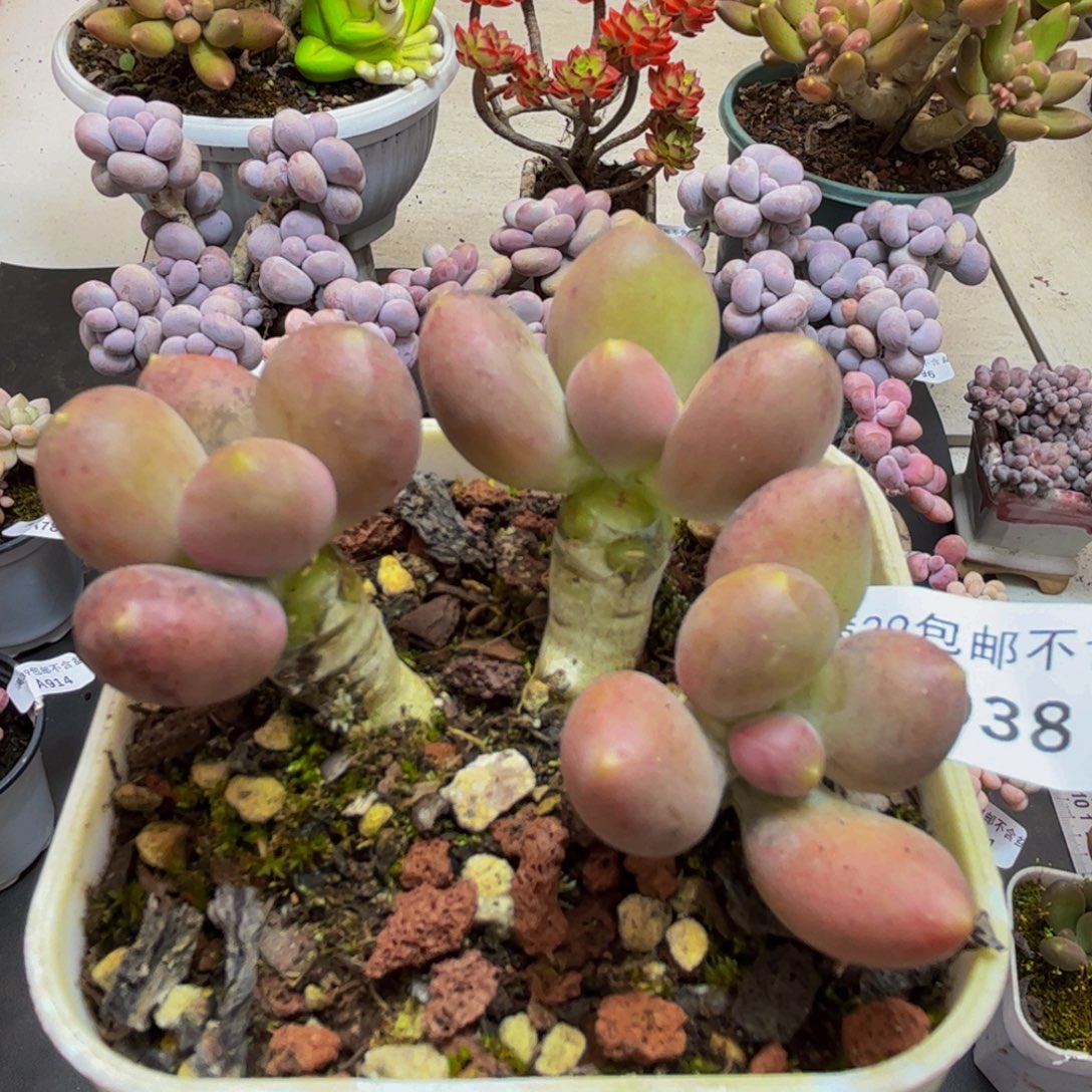 938/6cm芒果奶多肉