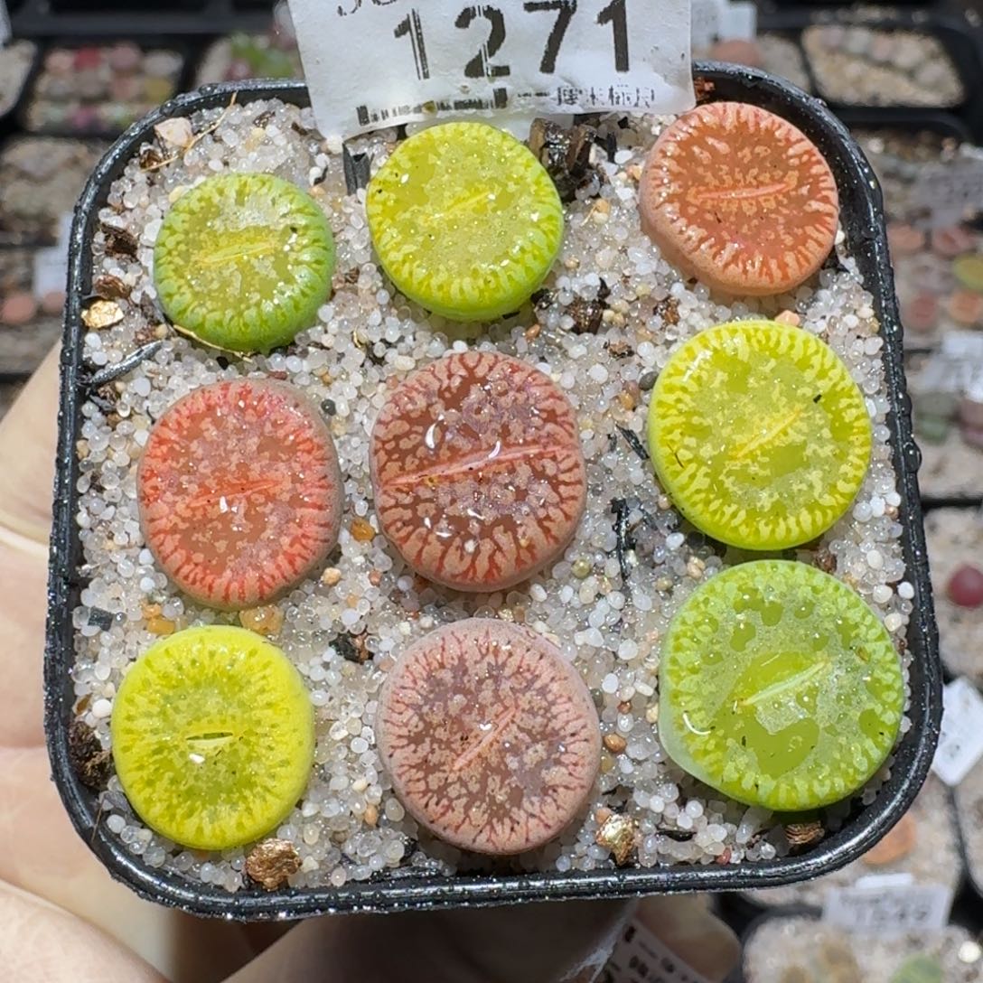 zzz福利捡漏了1271