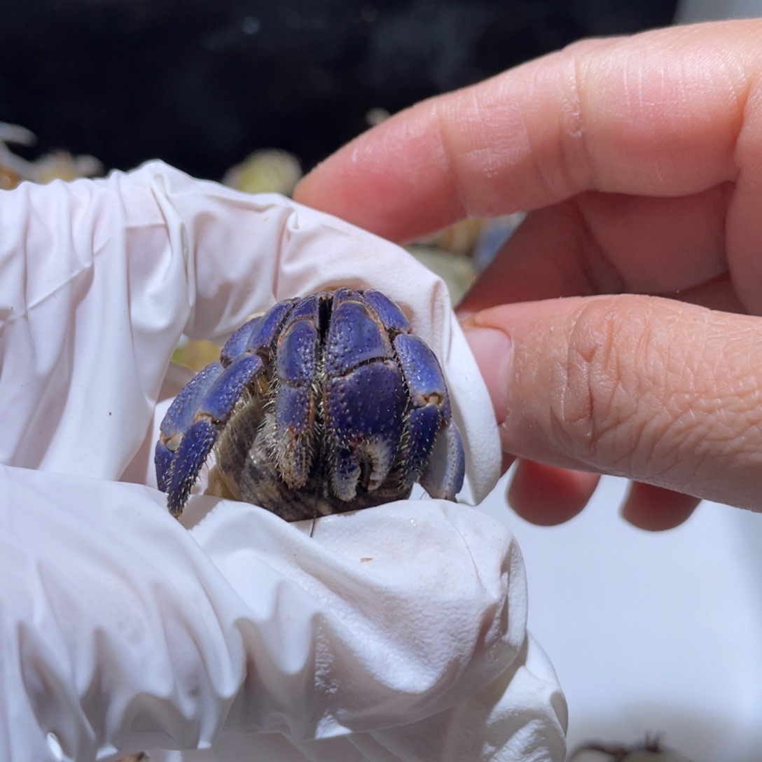 H4寄居蟹紫陆2.0满蓝色