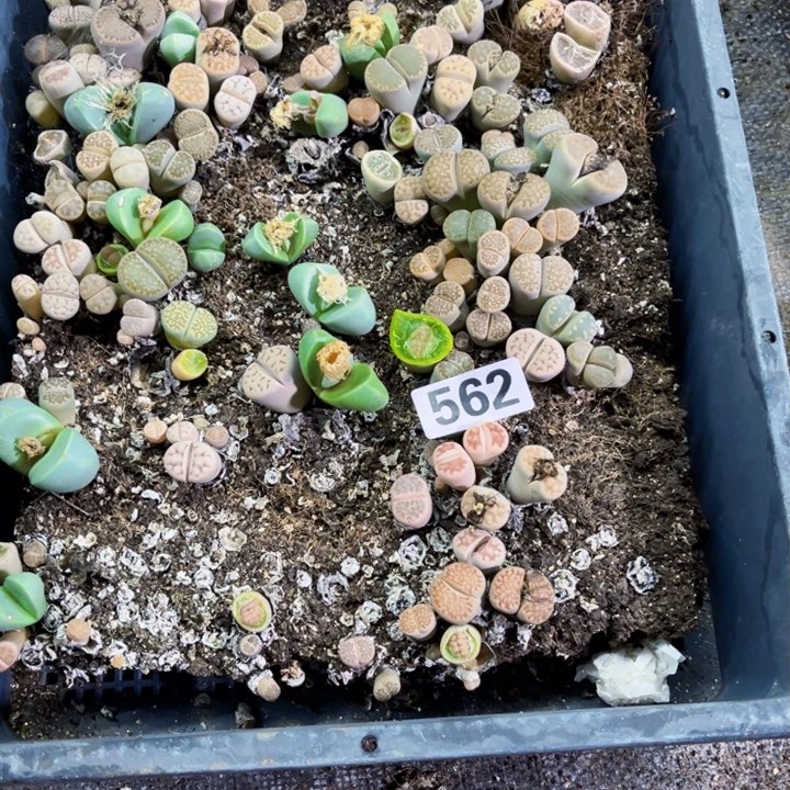 562 生石花一物一图如图