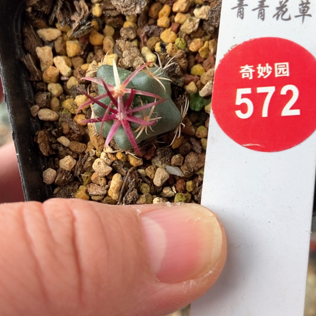 豪刺大红鹰一颗仙人球