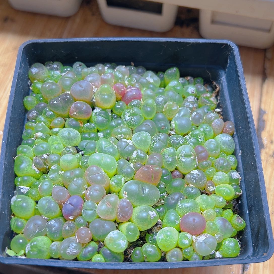 毛汉尼多肉多肉多肉一颗