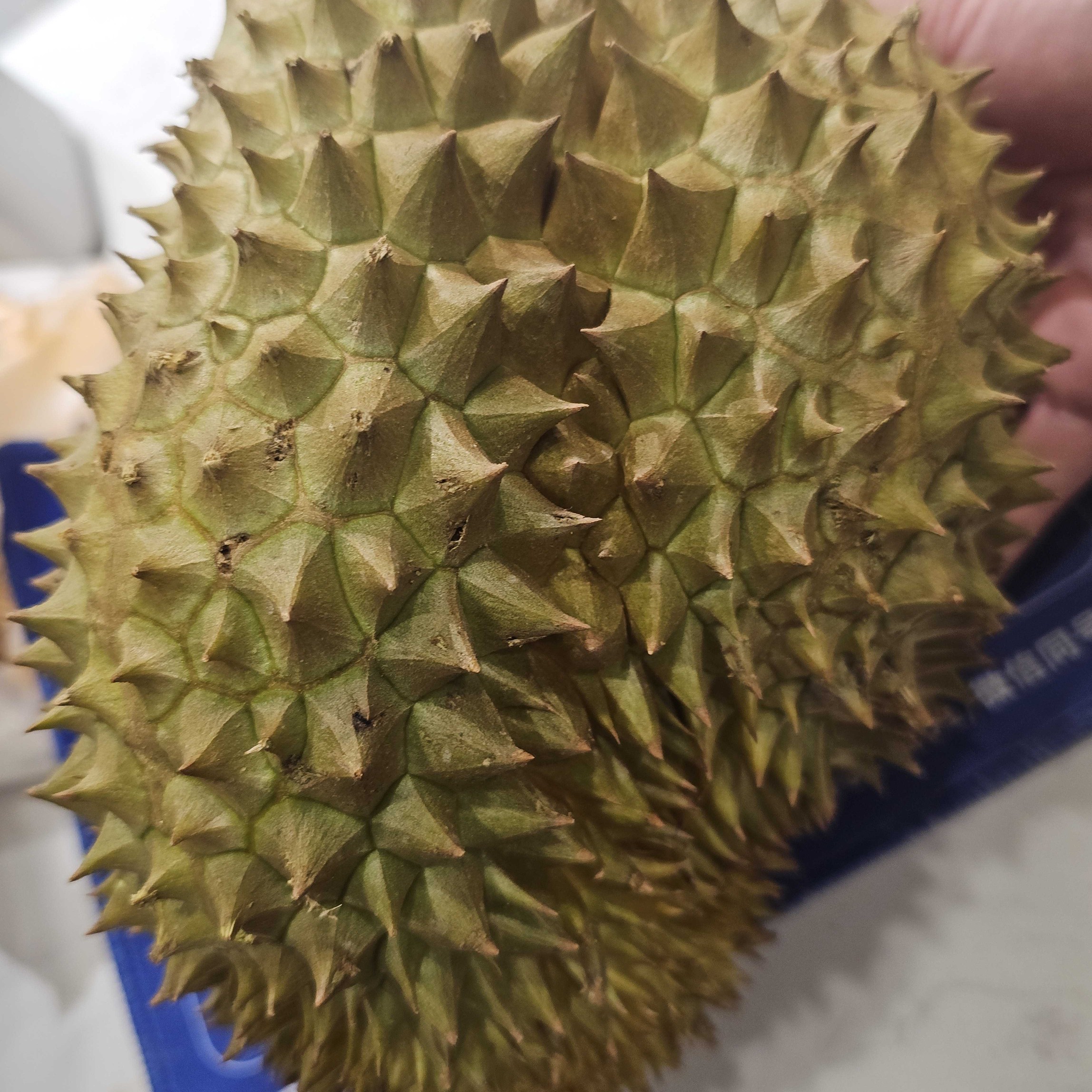 泰国新鲜金枕榴莲核小A果一果一重金枕泰国