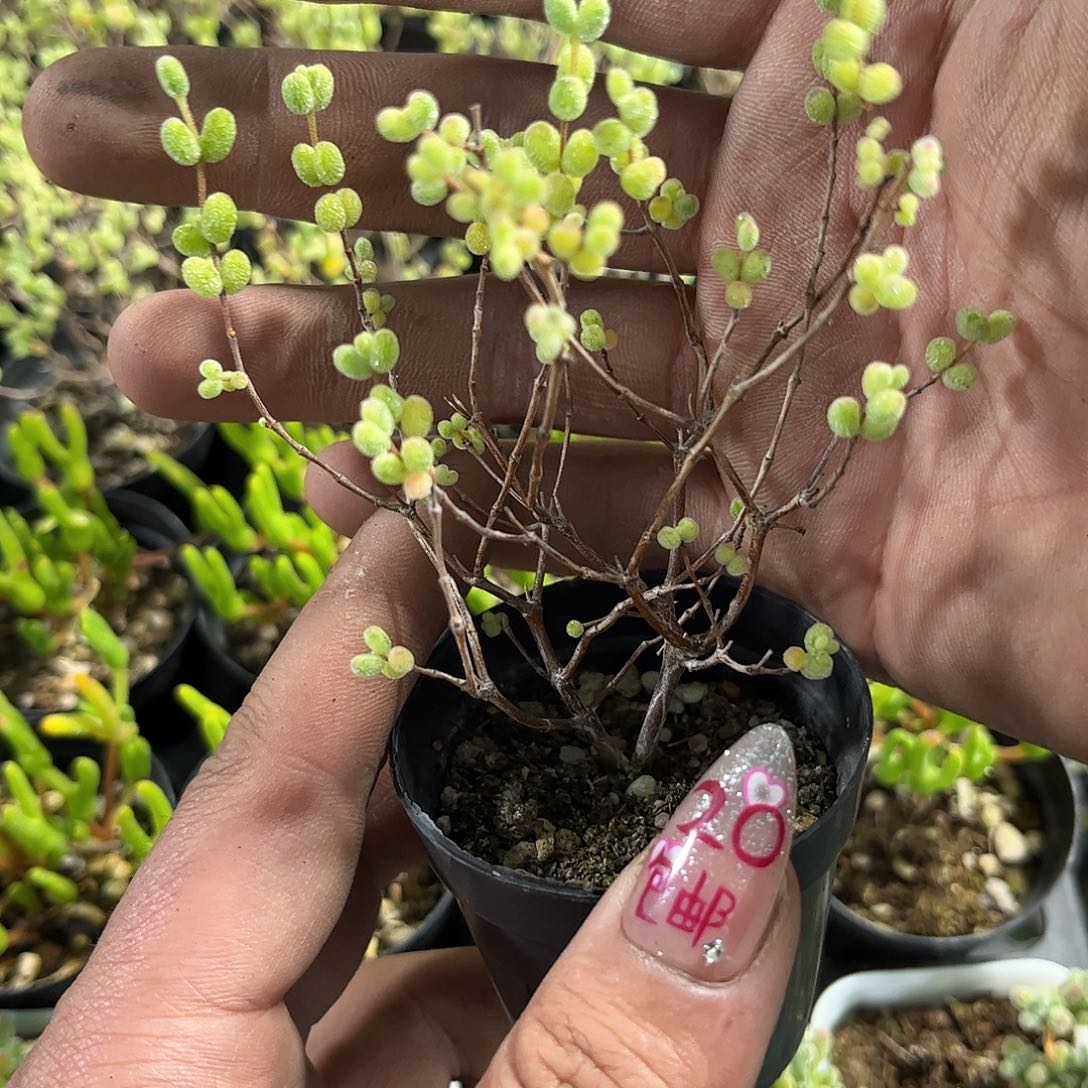 糖球锦单头发货有根发货