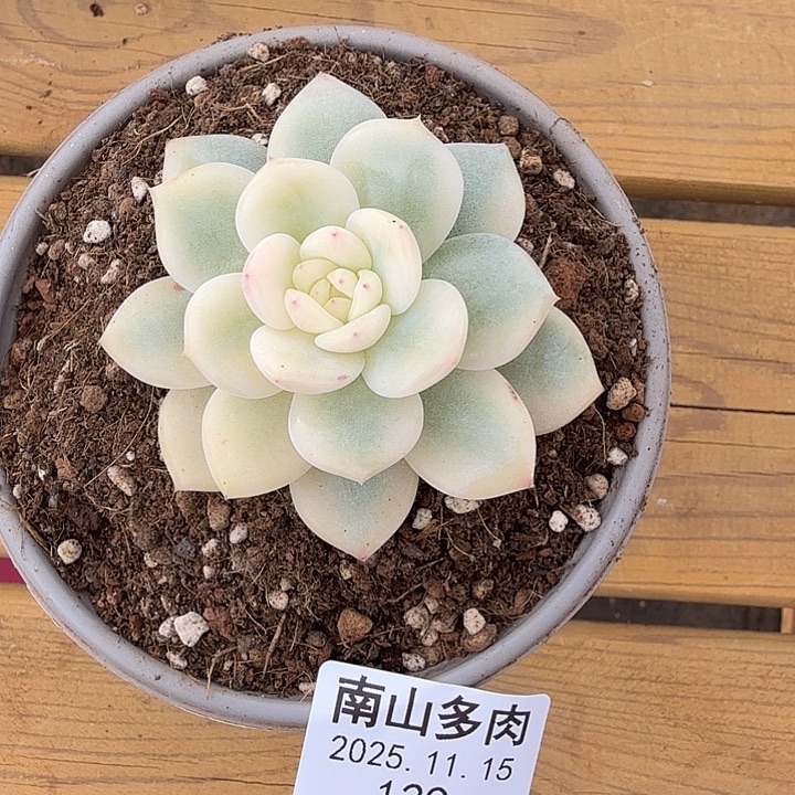 美人锦1111115-129