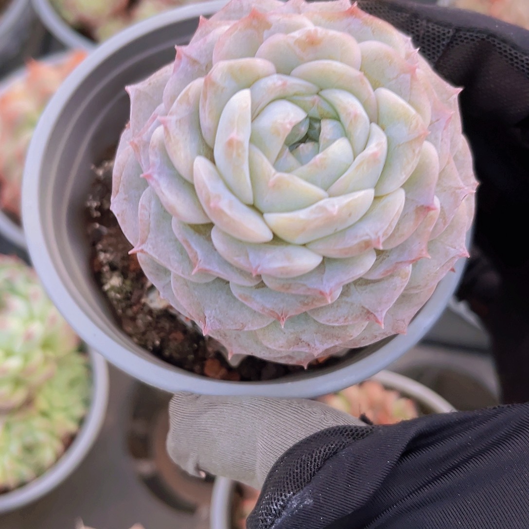 6公分纯爱9999999999999999