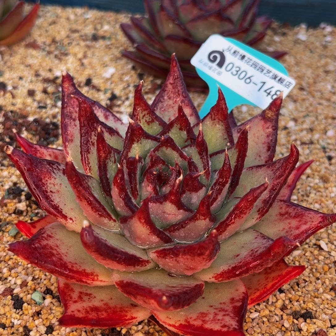 从前慢多肉精选编号0306.148