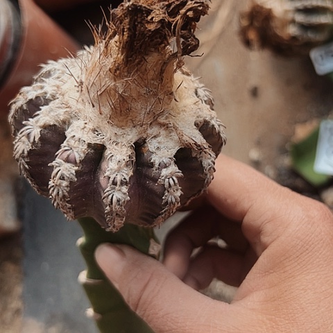 568处理嫁接的仙人球