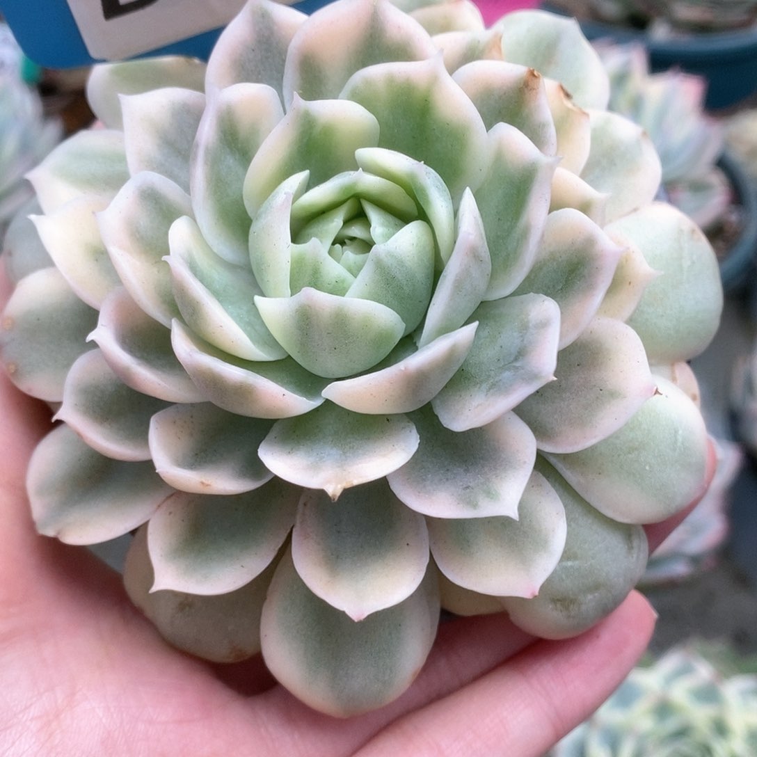 054锦锦锦锦锦锦锦