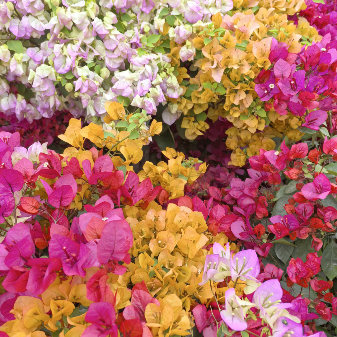 【紫气来】三角梅老桩盆栽地栽四季开花耐寒耐旱