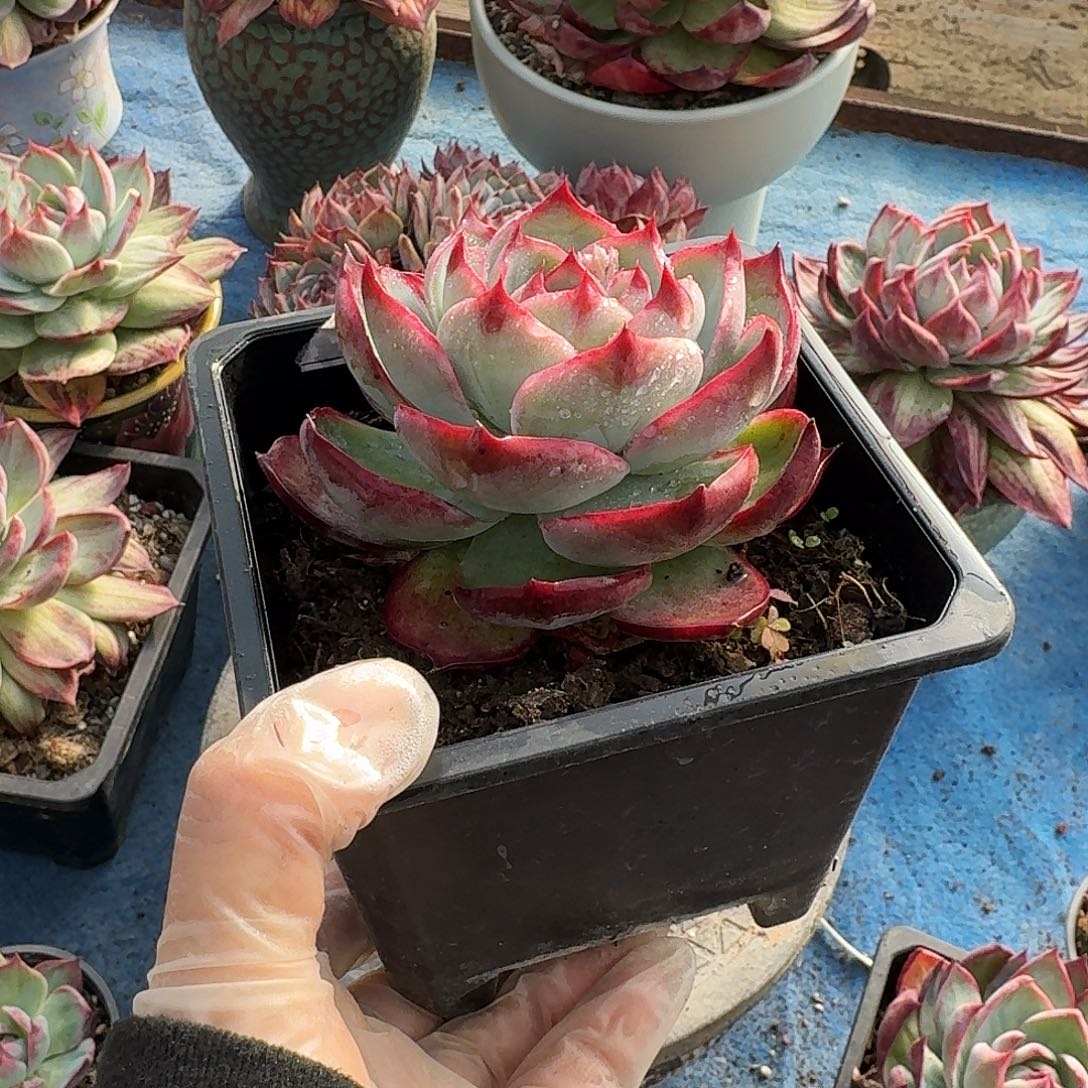 惊鸿惊鸿惊鸿玫瑰 7 公分内勾