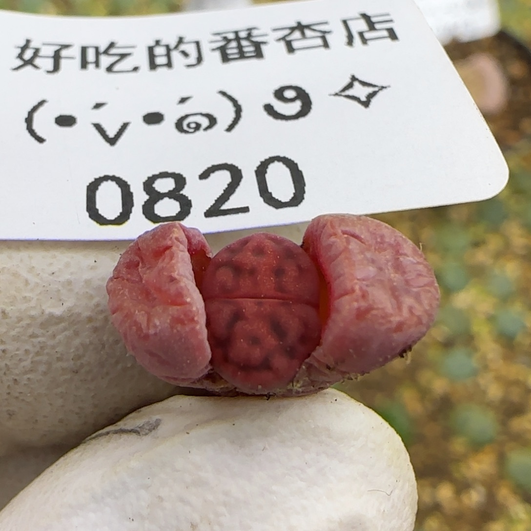 0820。阿克塞尔。不大。。。。