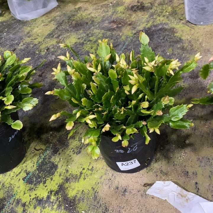 大部分花苞少量开放?****?237嫁接2228