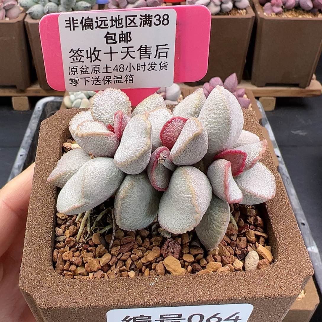 064九百号多肉植物