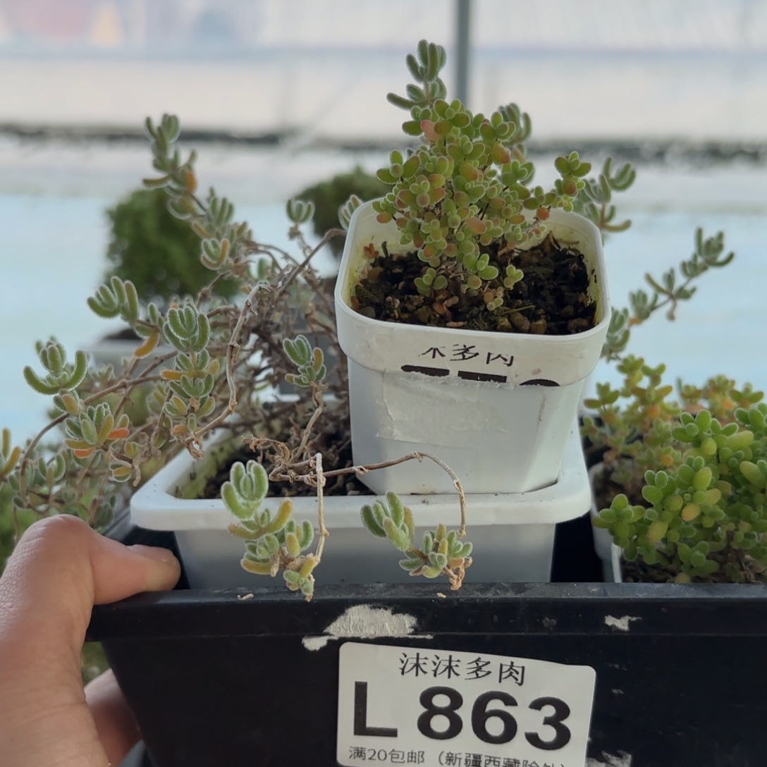 山***雾863蜜橘和冰晶组合