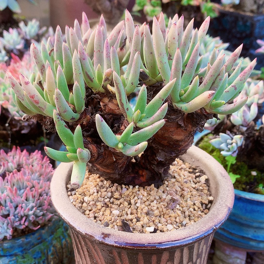 617阿尔比杂交仙女杯