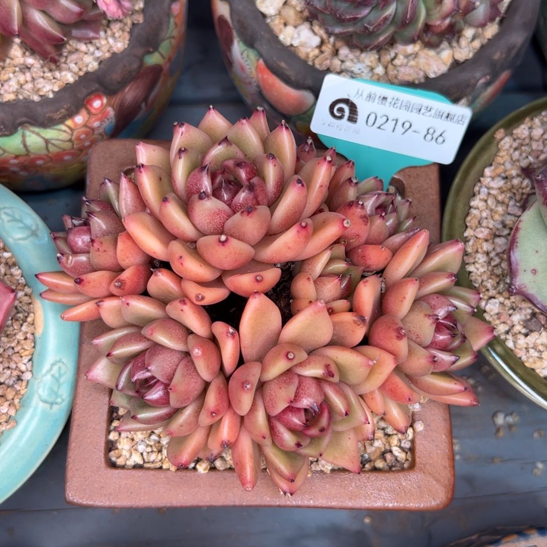 多肉一物一拍0219-86