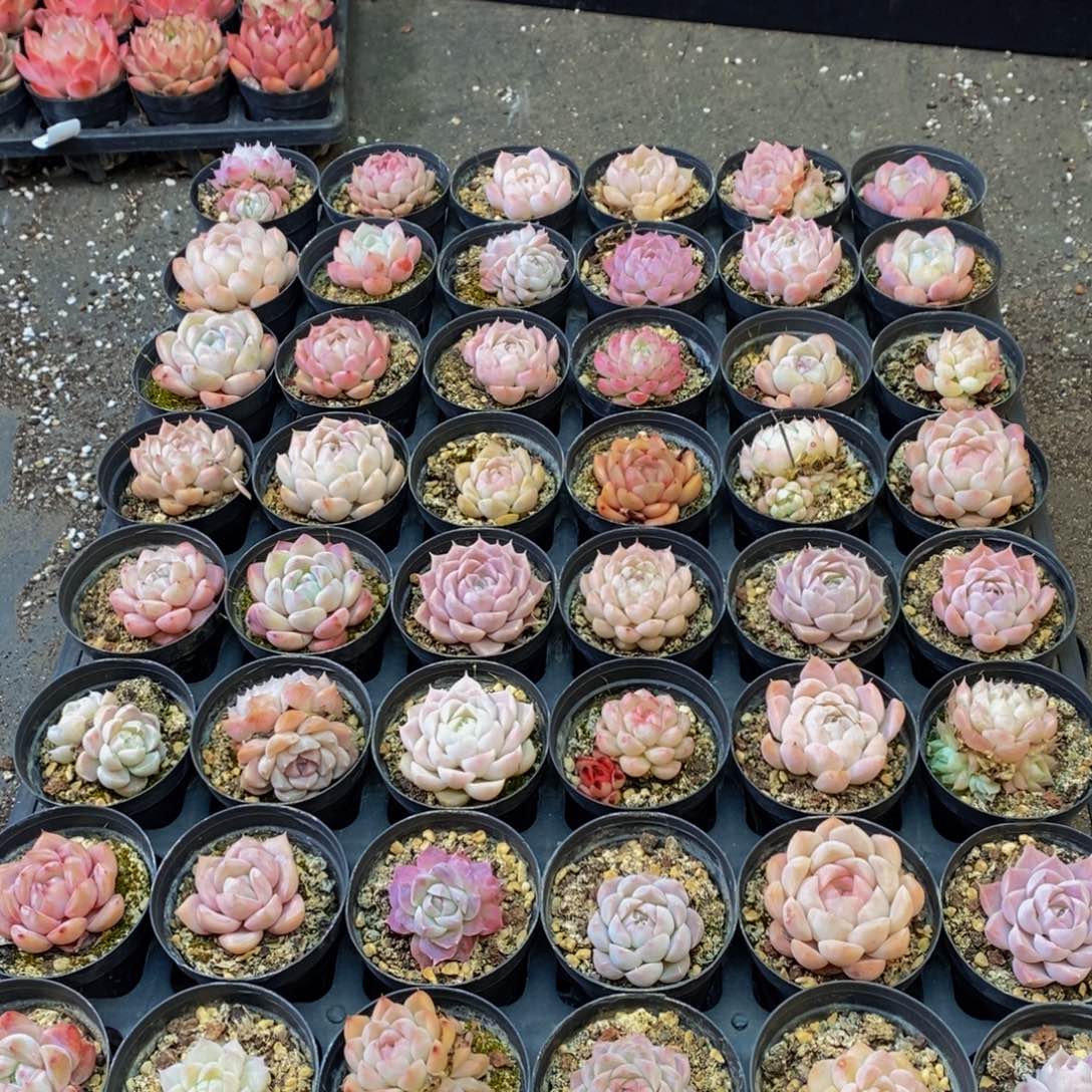 234多肉植物纤维面膜的