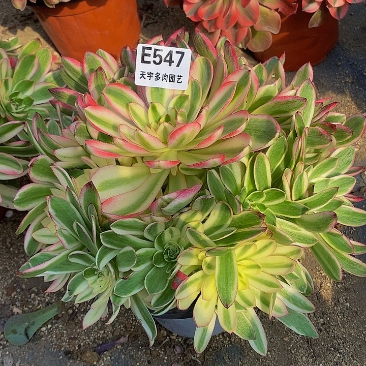 多肉荔枝547多肉