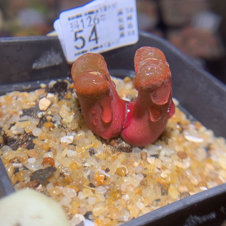 今天播完放假啦126.54