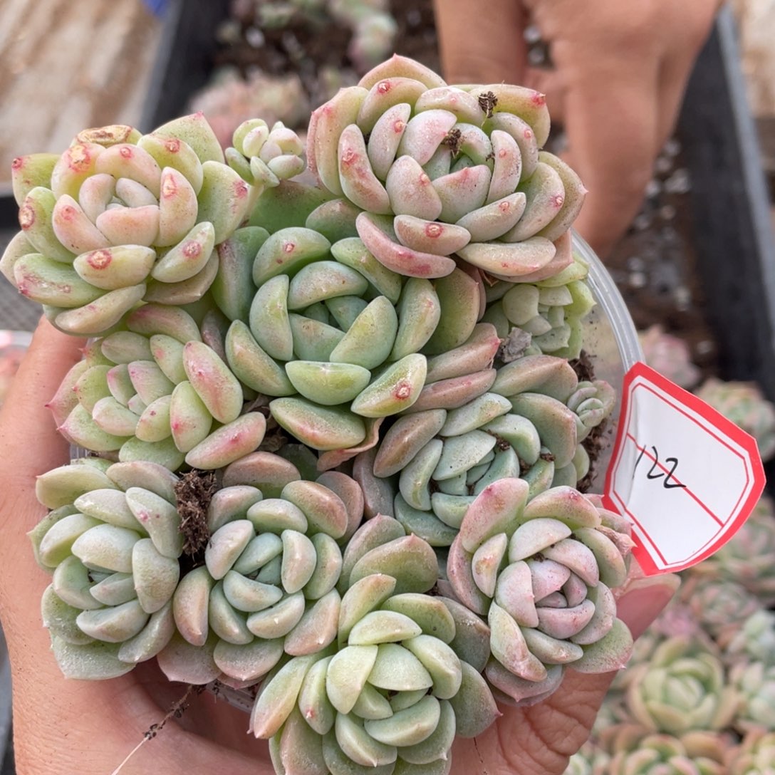 122朝瑶播种切糕苗特价