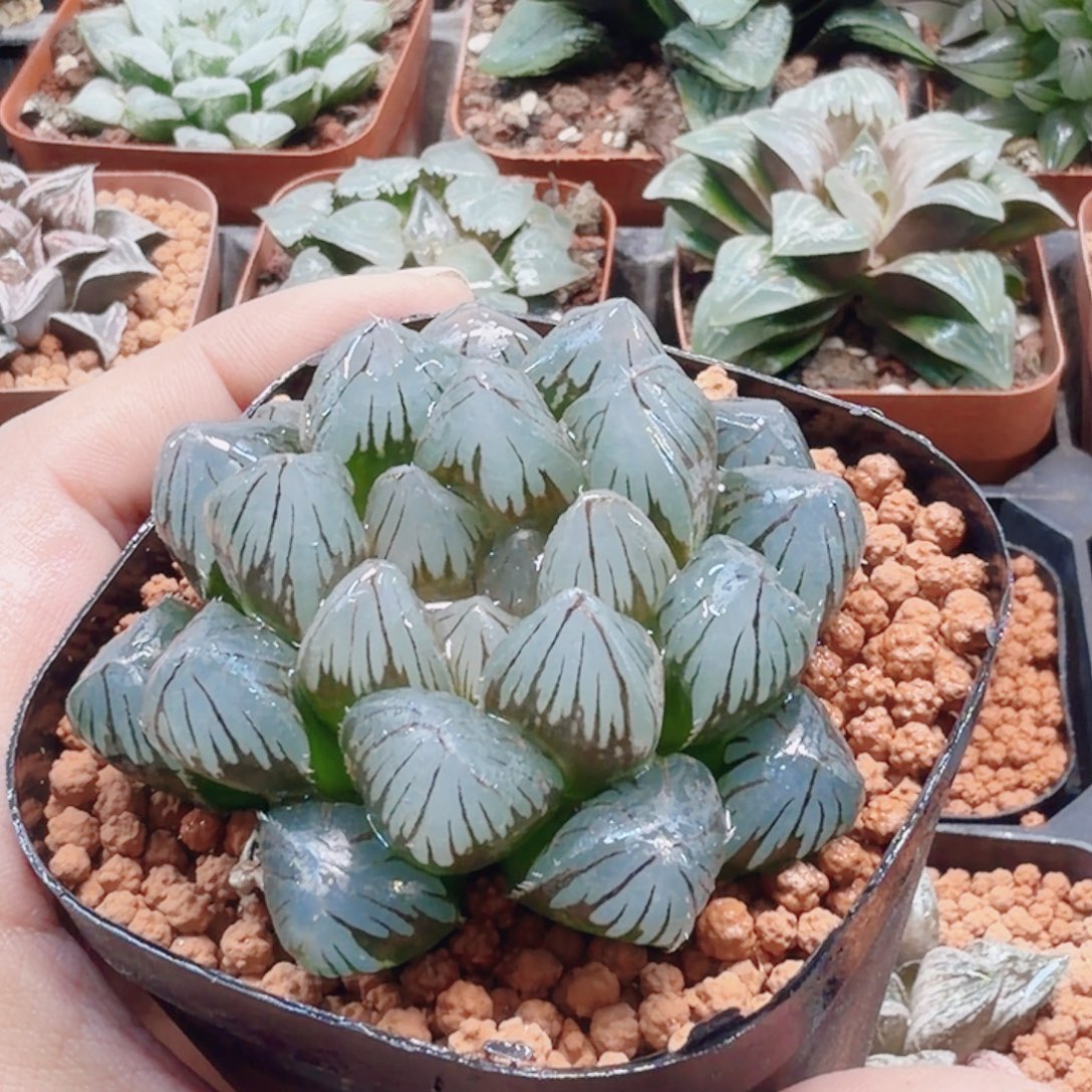 无花朵十二卷 龙爪冰灯福利