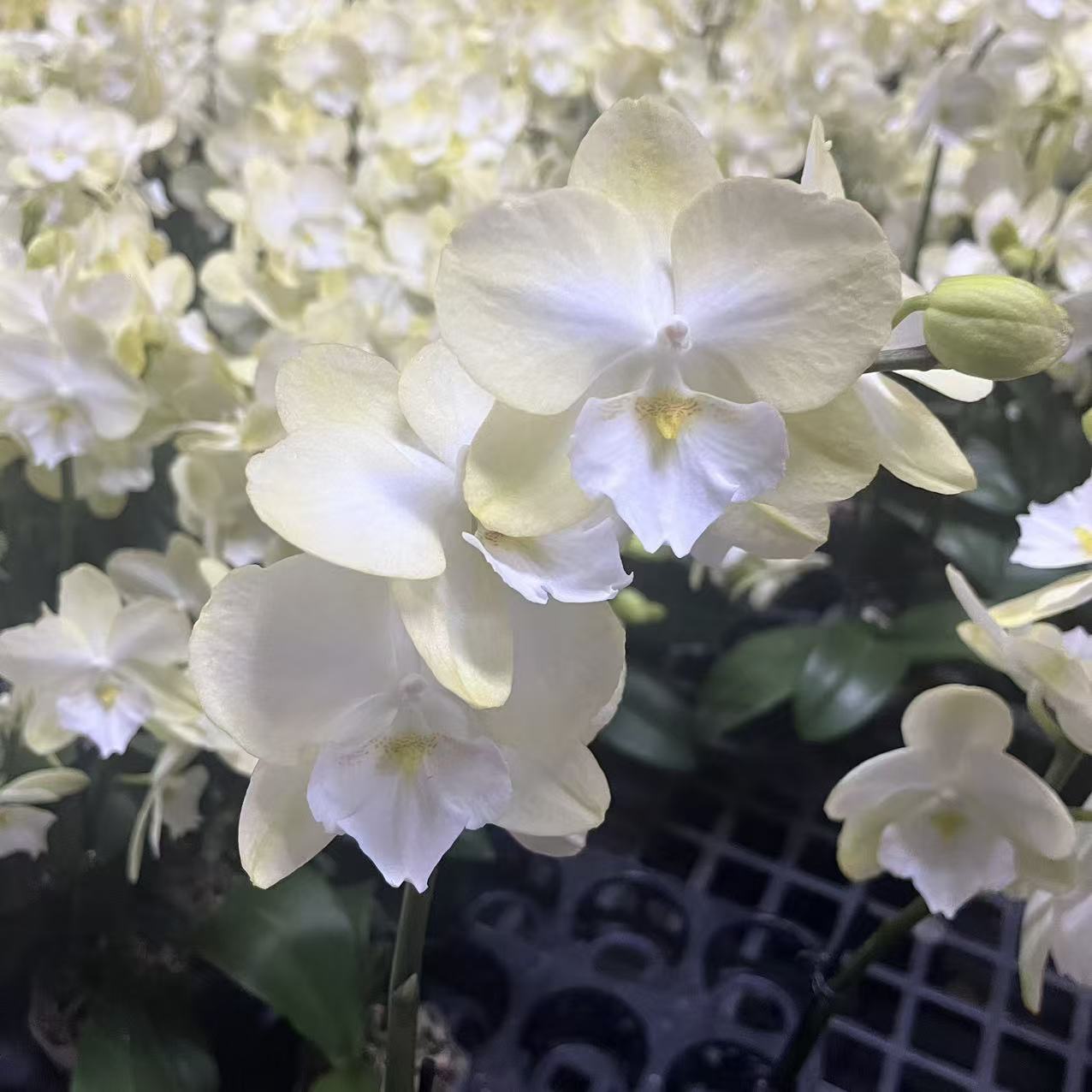 蝴蝶兰【玉兔】单花剑 绿色 室内花花 广州基地直发