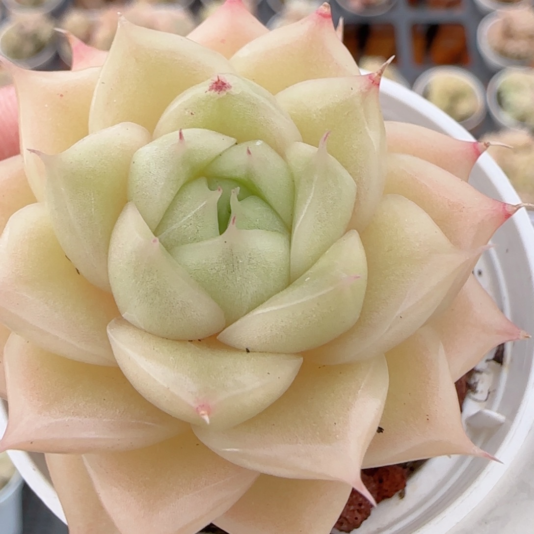 花语多肉1224-402