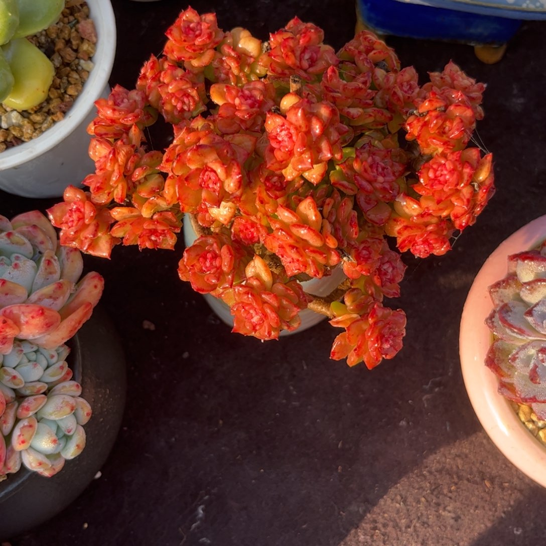 新***兔多肉植物1111111111