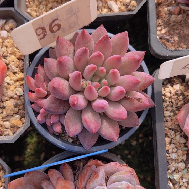 健健康康平平安安