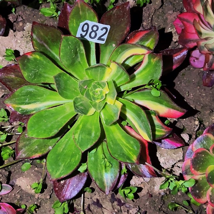 982魅影七彩多肉植物处理不售后