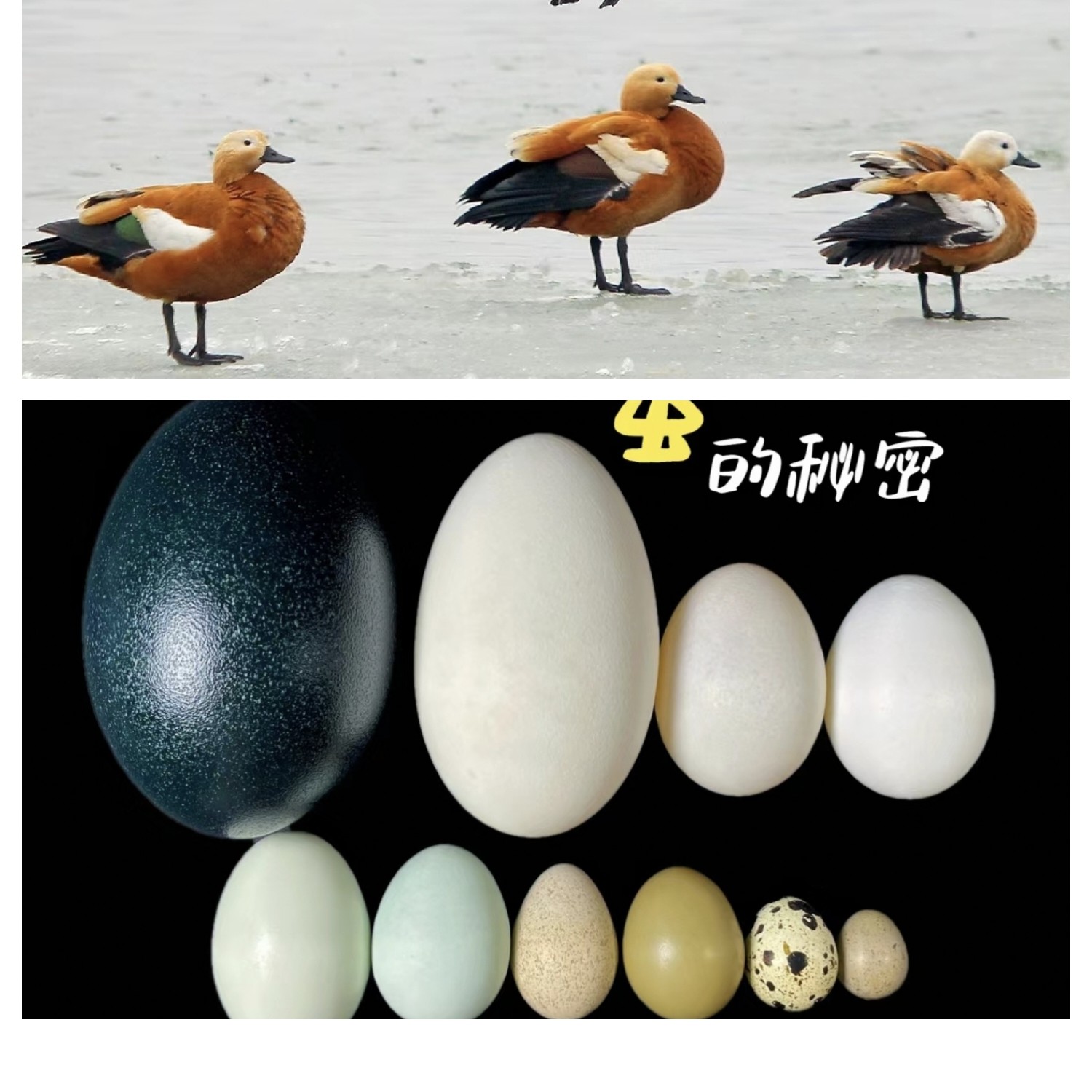新鲜蛋柯尔鸭种蛋异色鸭蛋小黄鸭可孵化好吃的有营养