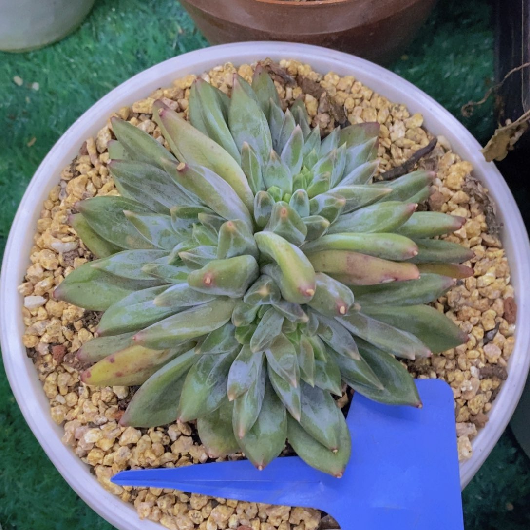多肉植物，一物一拍，专场5