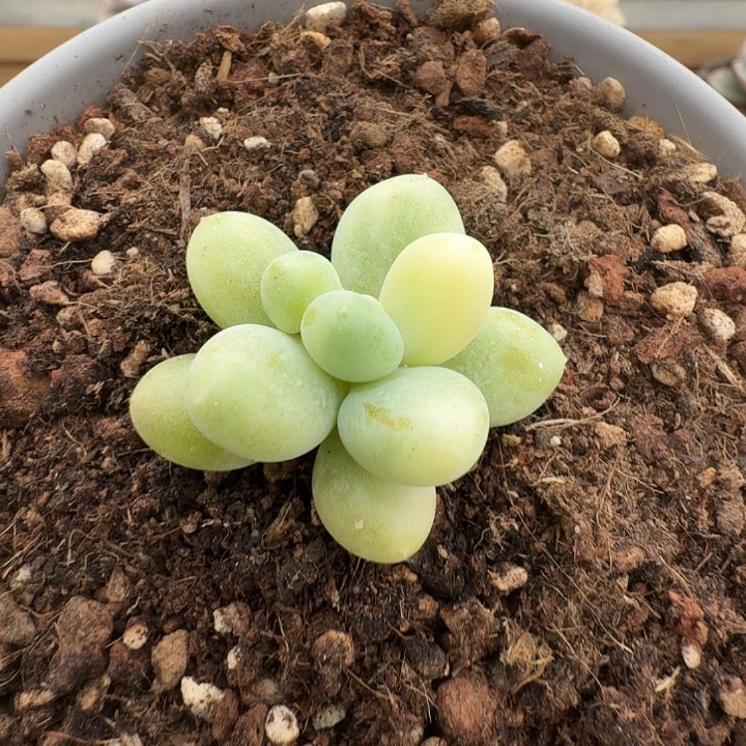 奶酪锦11111123-139