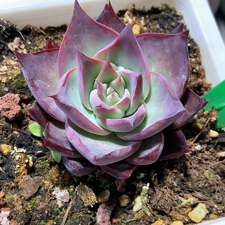多肉植物惊鸿1648