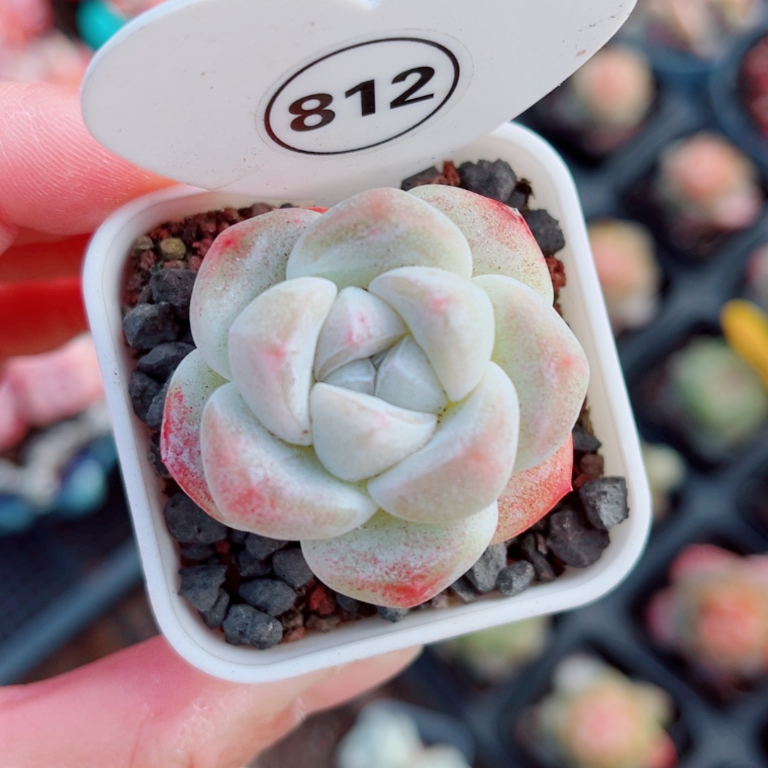 812号小老桩冰玉单头