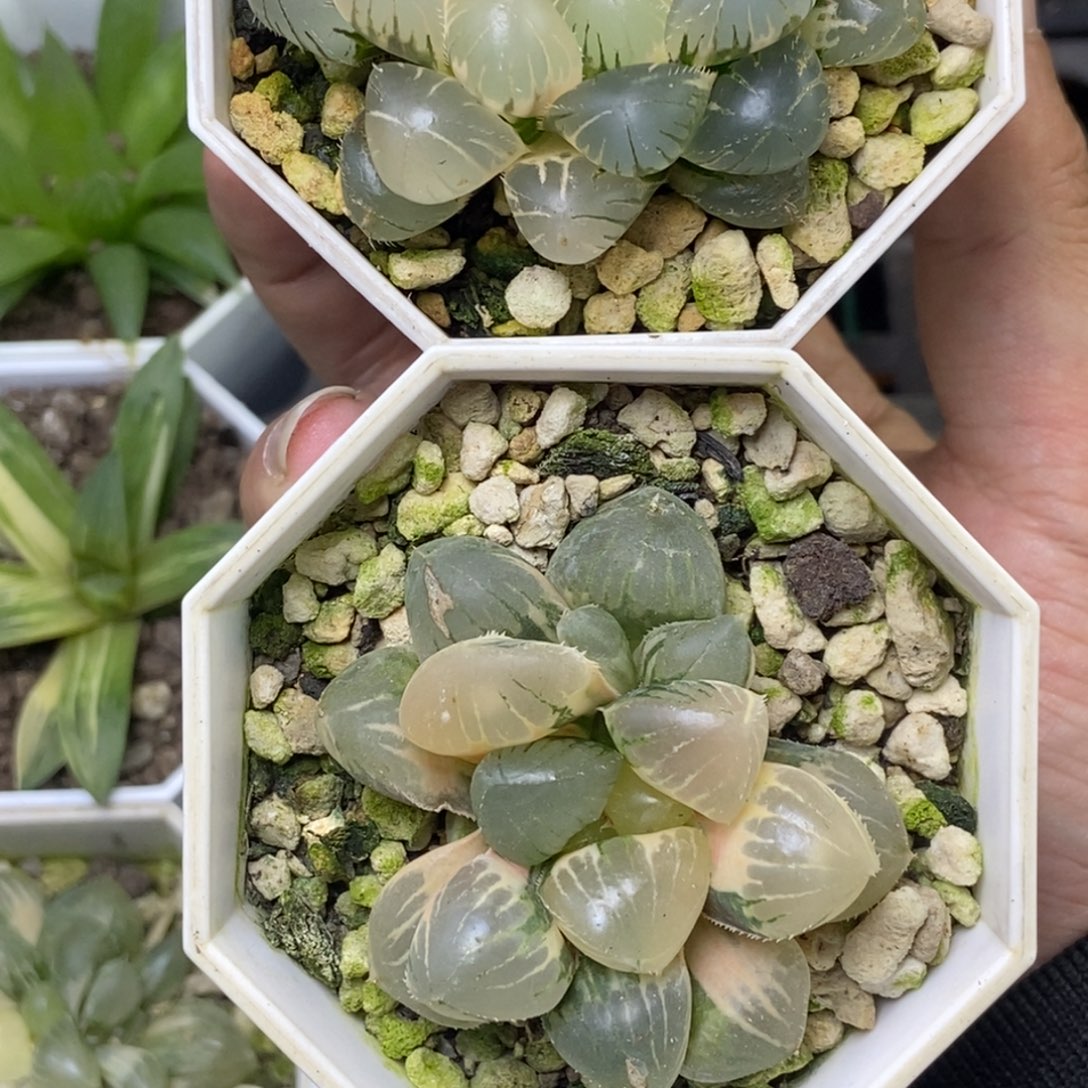 青***耕是是是是是是是是是寿