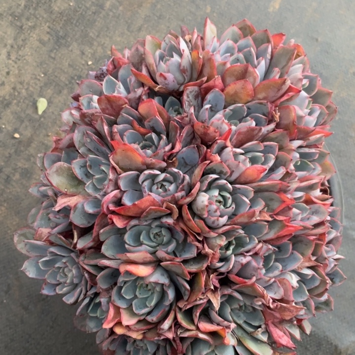 赫拉朵朵，20多个头，桩粗