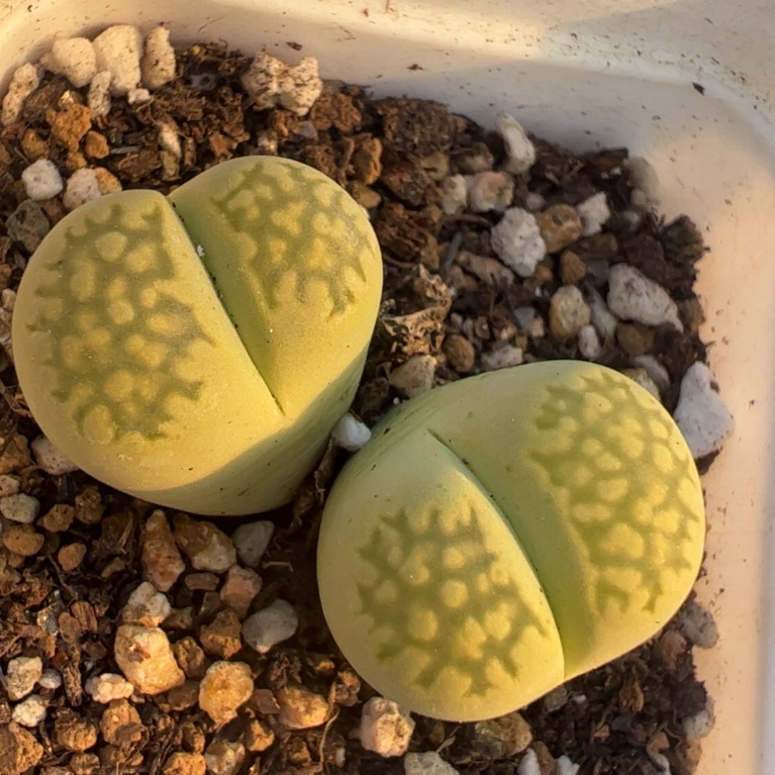 多肉植物百科143