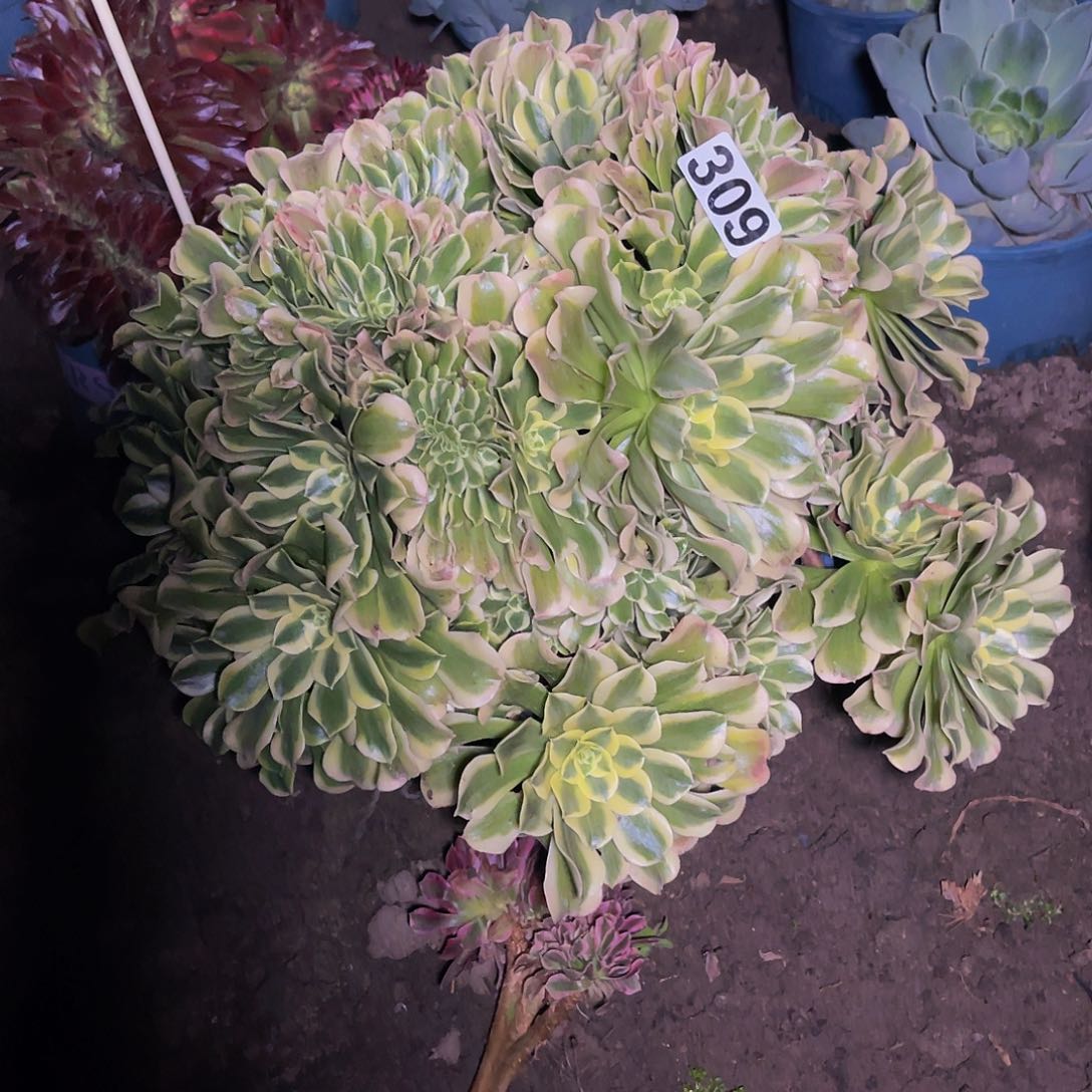 绿豆沙法师15-10包邮法师