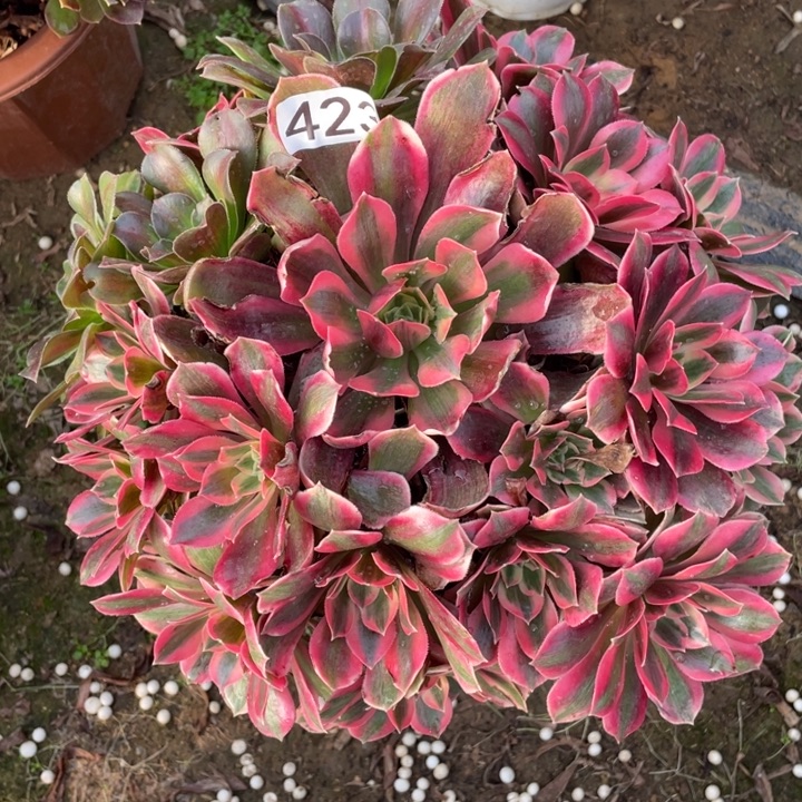 无花朵423女妖多肉植物