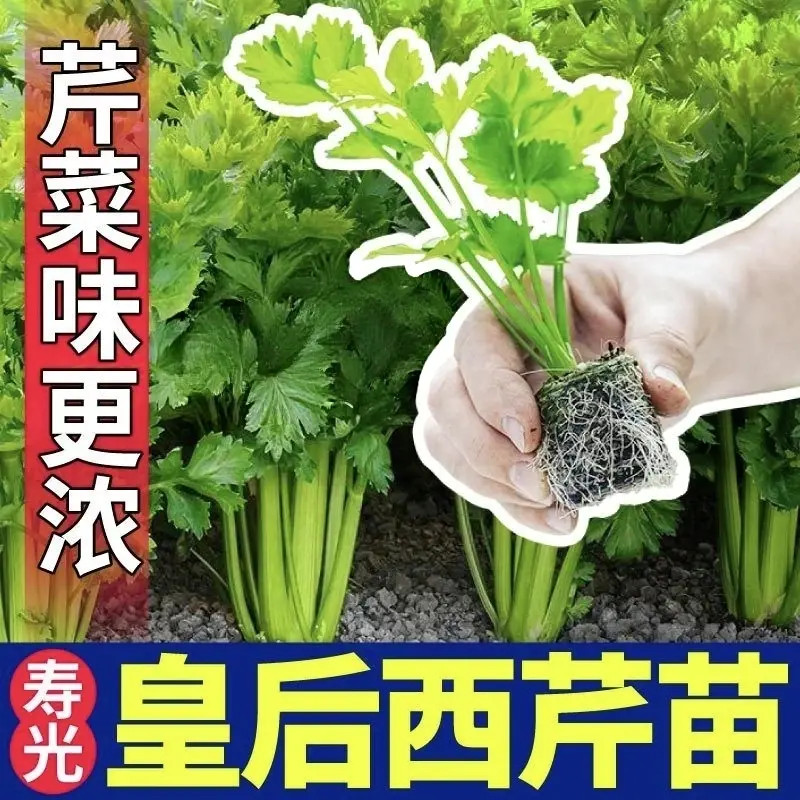 寿光现挖【法国皇后芹菜苗】可以掰着吃的大肉芹脆嫩无丝好种植