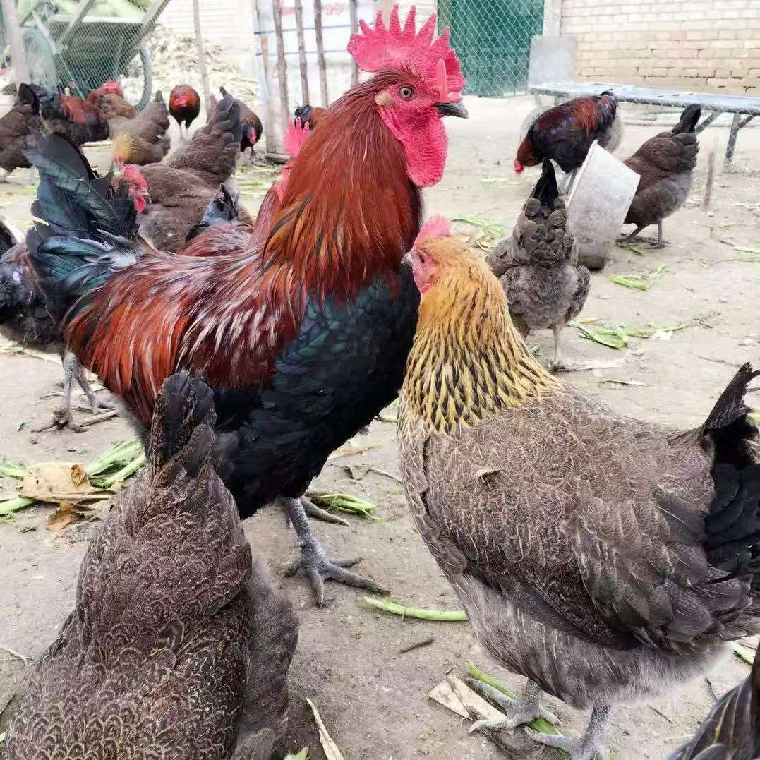 重庆彭水高山农家正宗散养土鸡