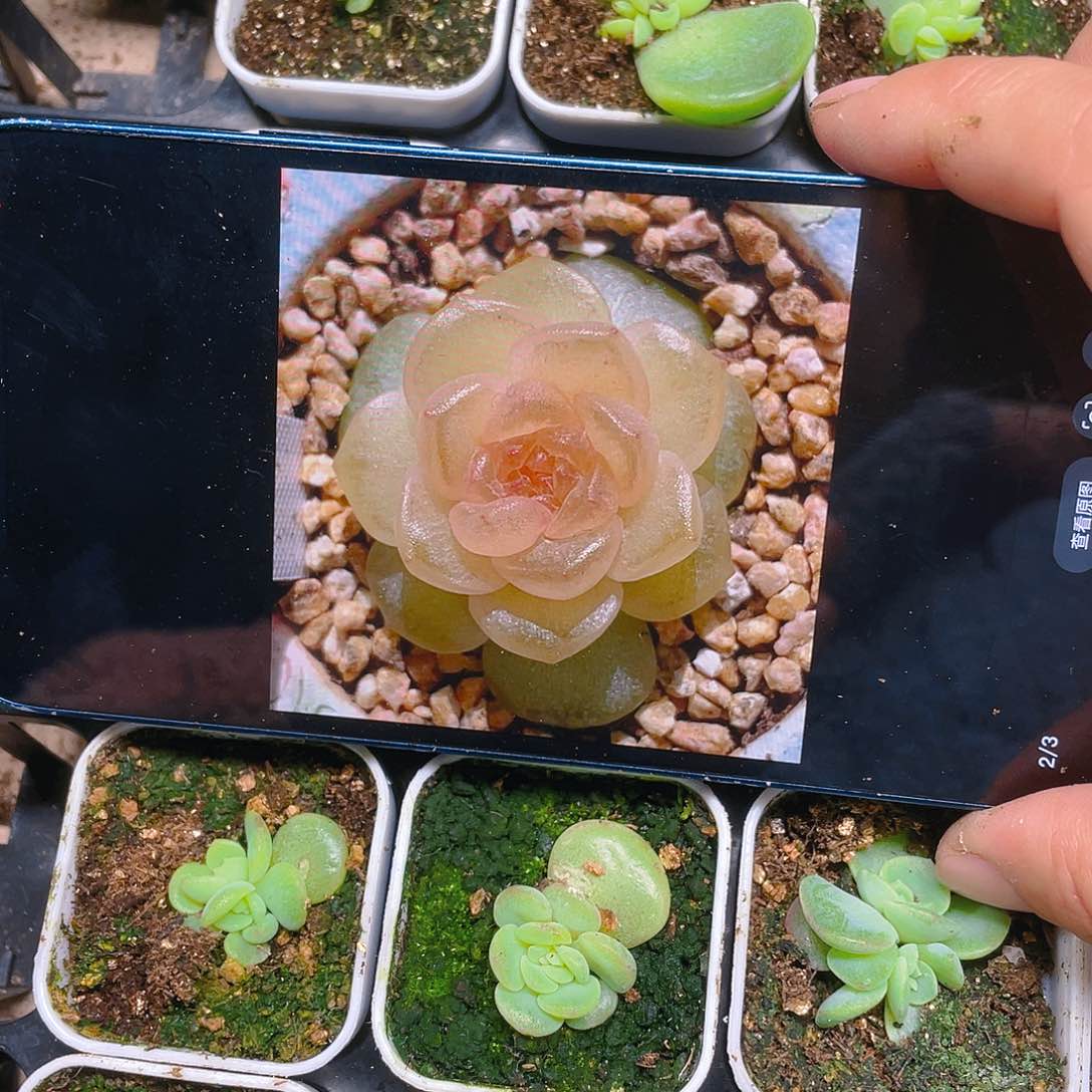 风花H64 一盆满25包邮